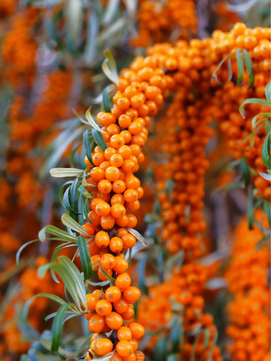  Star Of Altai Sea Berry™