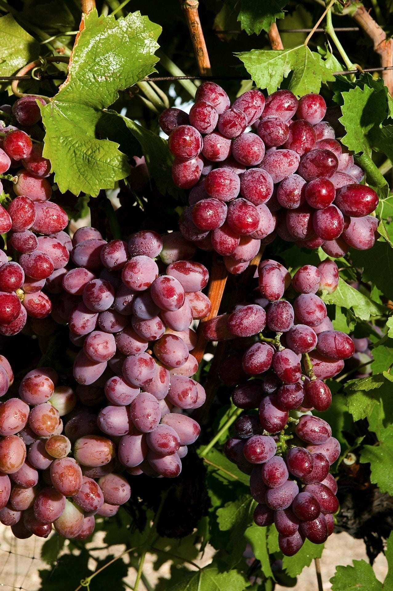  Suffolk Red Seedless Grape