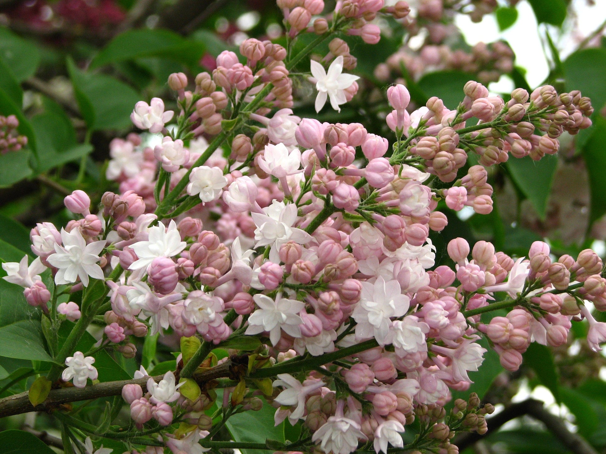  Beauty Of Moscow Lilac