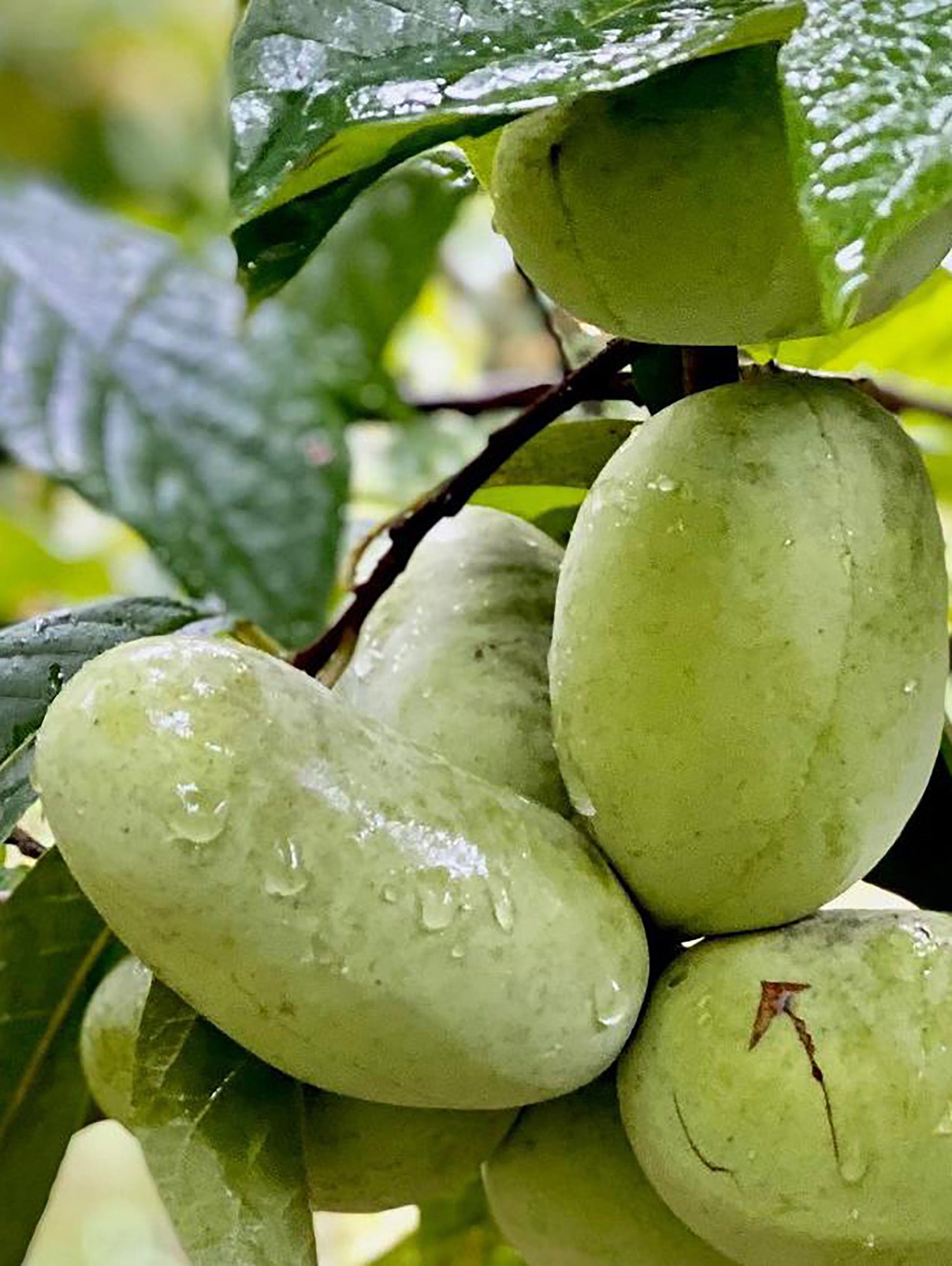  Tallahatchie® Paw Paw