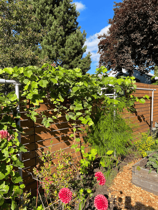  Freyr Trellis Extension By Seattle Urban Farm Company