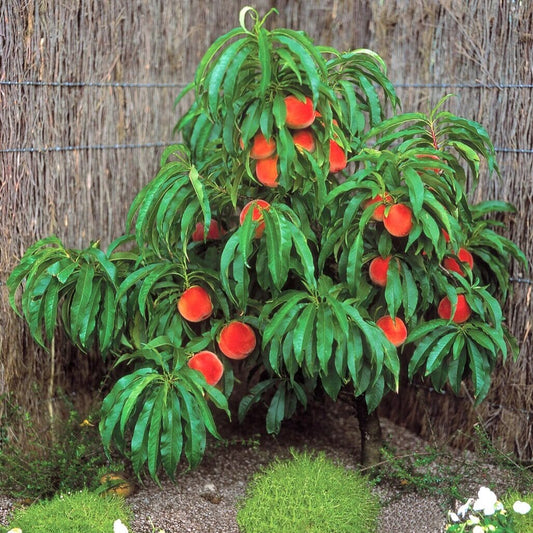  Pix Zee Dwarf Peach - Miniature