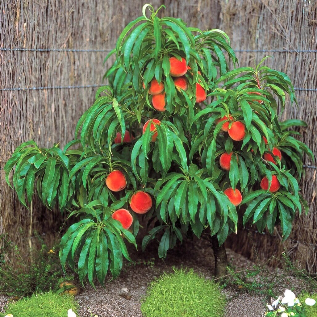  Pix Zee Dwarf Peach - Miniature