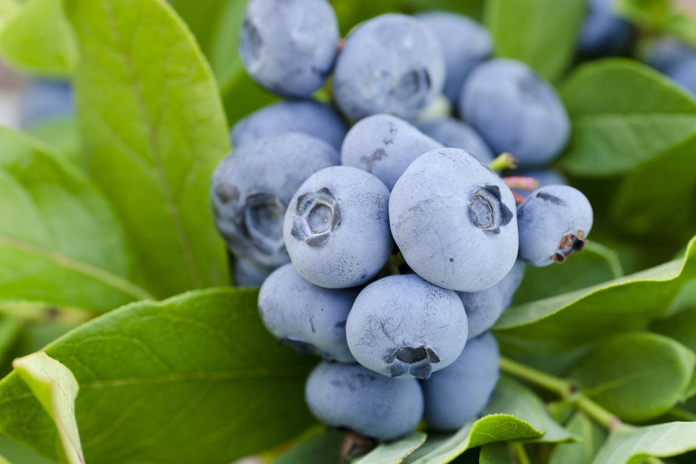 Alpha Takes The Cake™ Blueberry