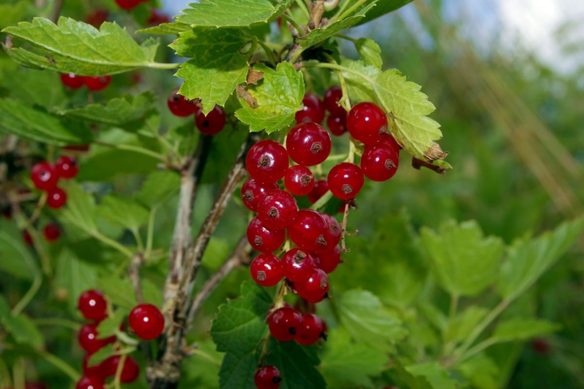  Viking Red Currant