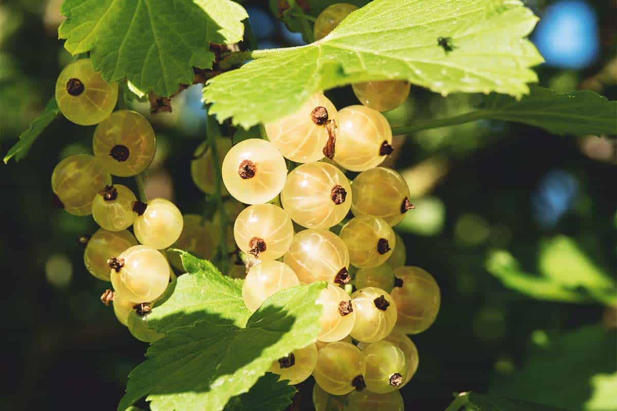  Zitavia Currant