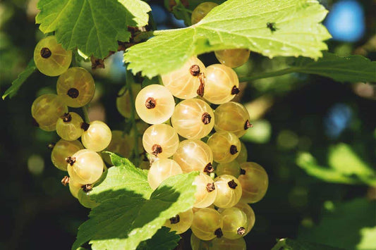  Zitavia Currant