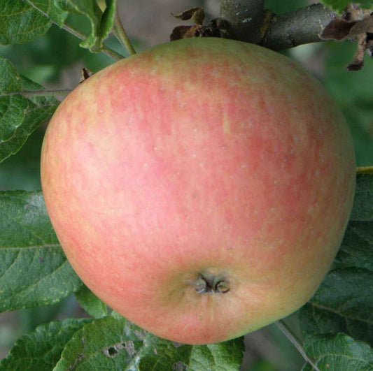  Bardsey Apple