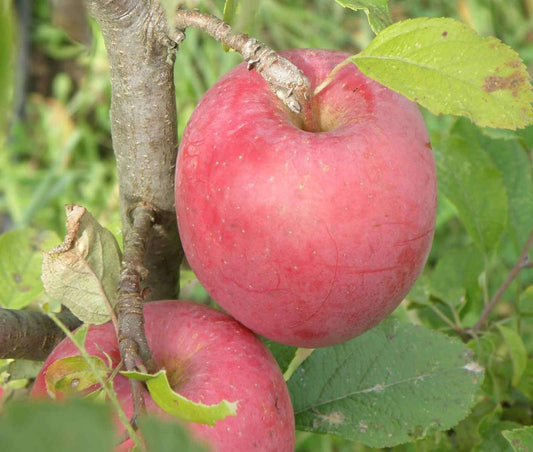  Beni Shogun Apple