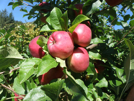  Dayton Apple