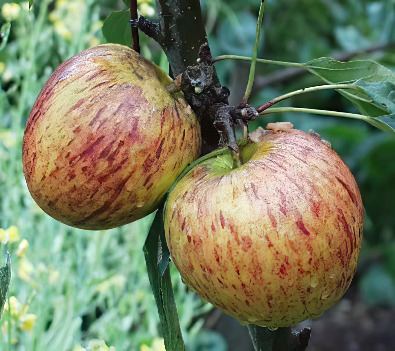 Ellison's Orange Apple
