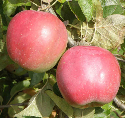  Northern Spy Apple