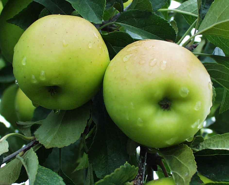  Greensleeves Apple