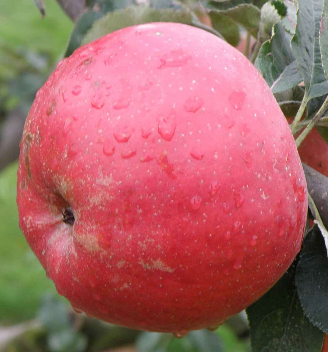  Tompkins King Apple Tree