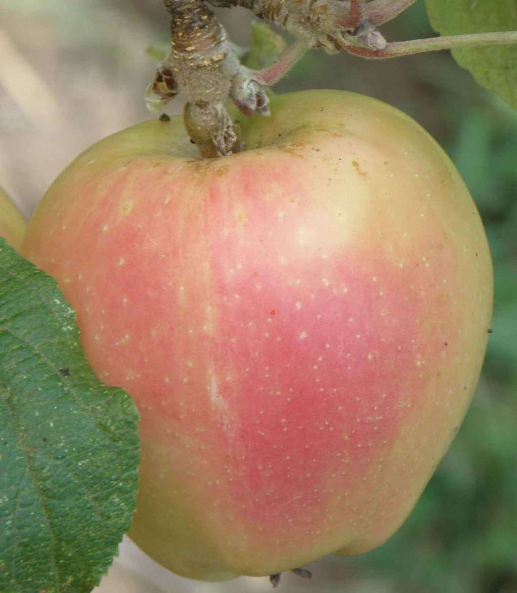  Mott's Pink Apple