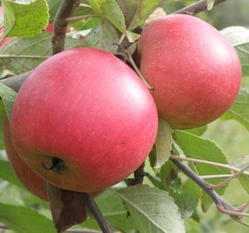  Queen Cox Self-Fertile Apple