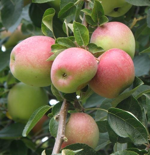 Shay Apple