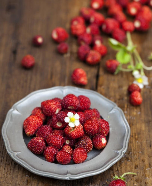  Rugen Alpine Strawberry