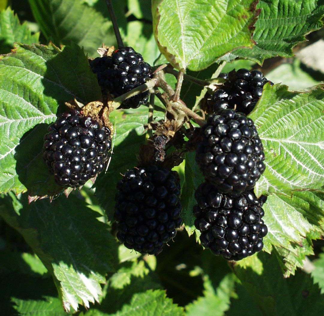  Apache Blackberry