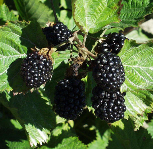  Apache Blackberry