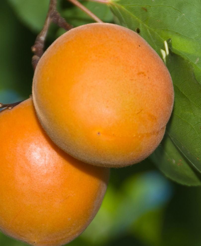  Chinese Sweet Pit Apricot