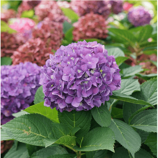  Let's Dance ¡Arriba!® Reblooming Hydrangea