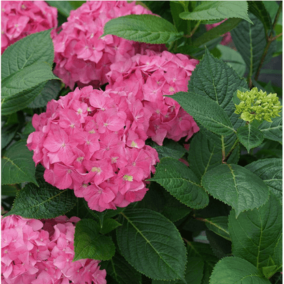  Let's Dance ¡Arriba!® Reblooming Hydrangea