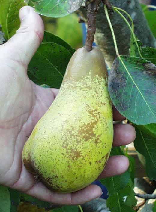  Atlantic Queen European Pear