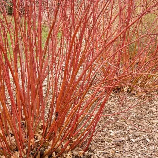  Baileyi Red Twig Dogwood