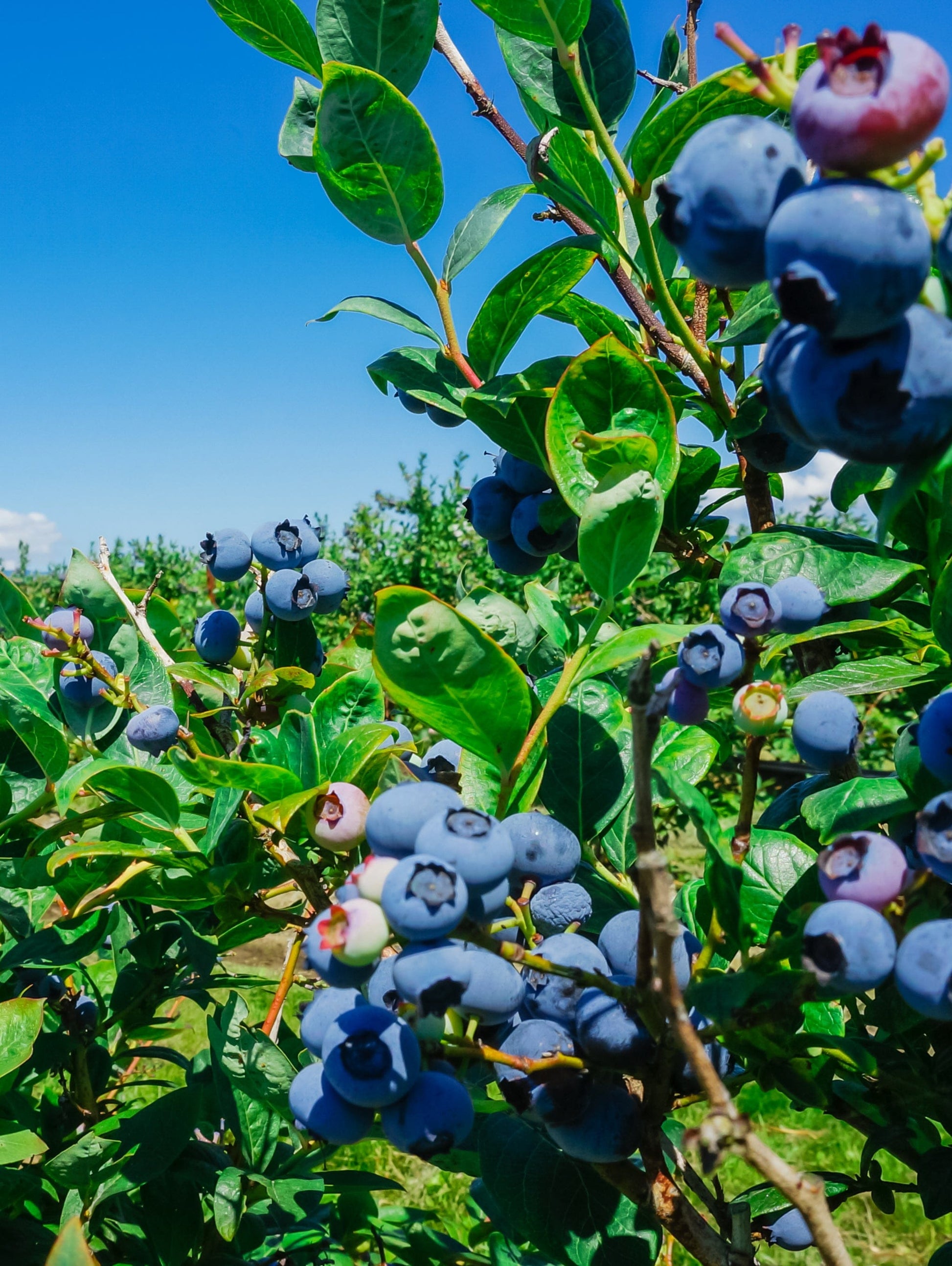 Big Blueberry Bundle No.1