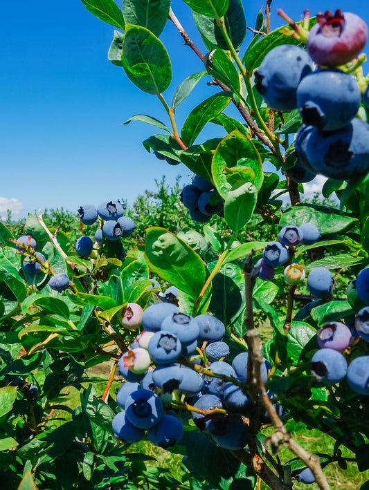  Big Blueberry Bundle No.1