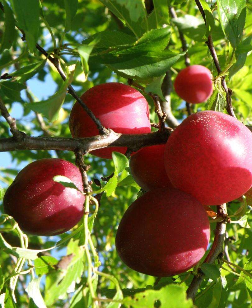  Beauty Asian Plum