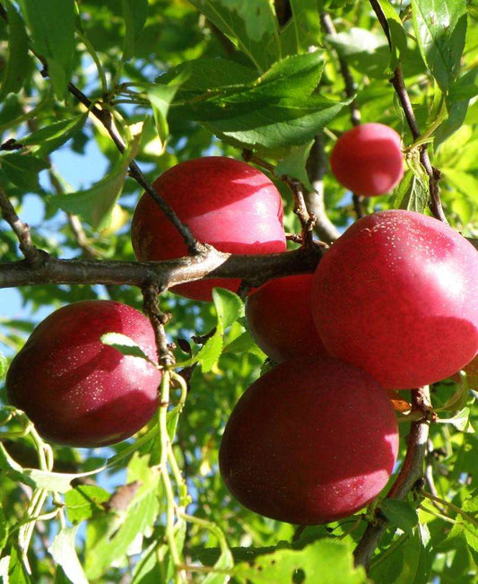  Beauty Asian Plum