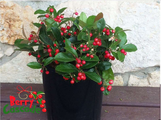  Berry Cascade ™ Wintergreen