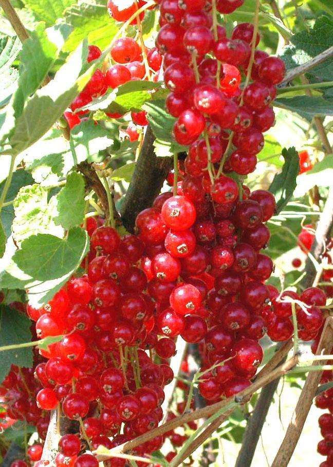 Rovada Red Currant