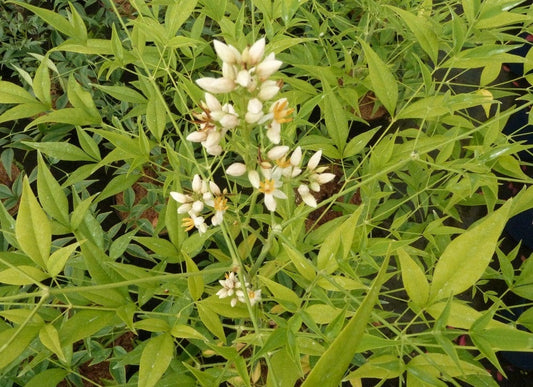  Bright Light Heavenly Bamboo