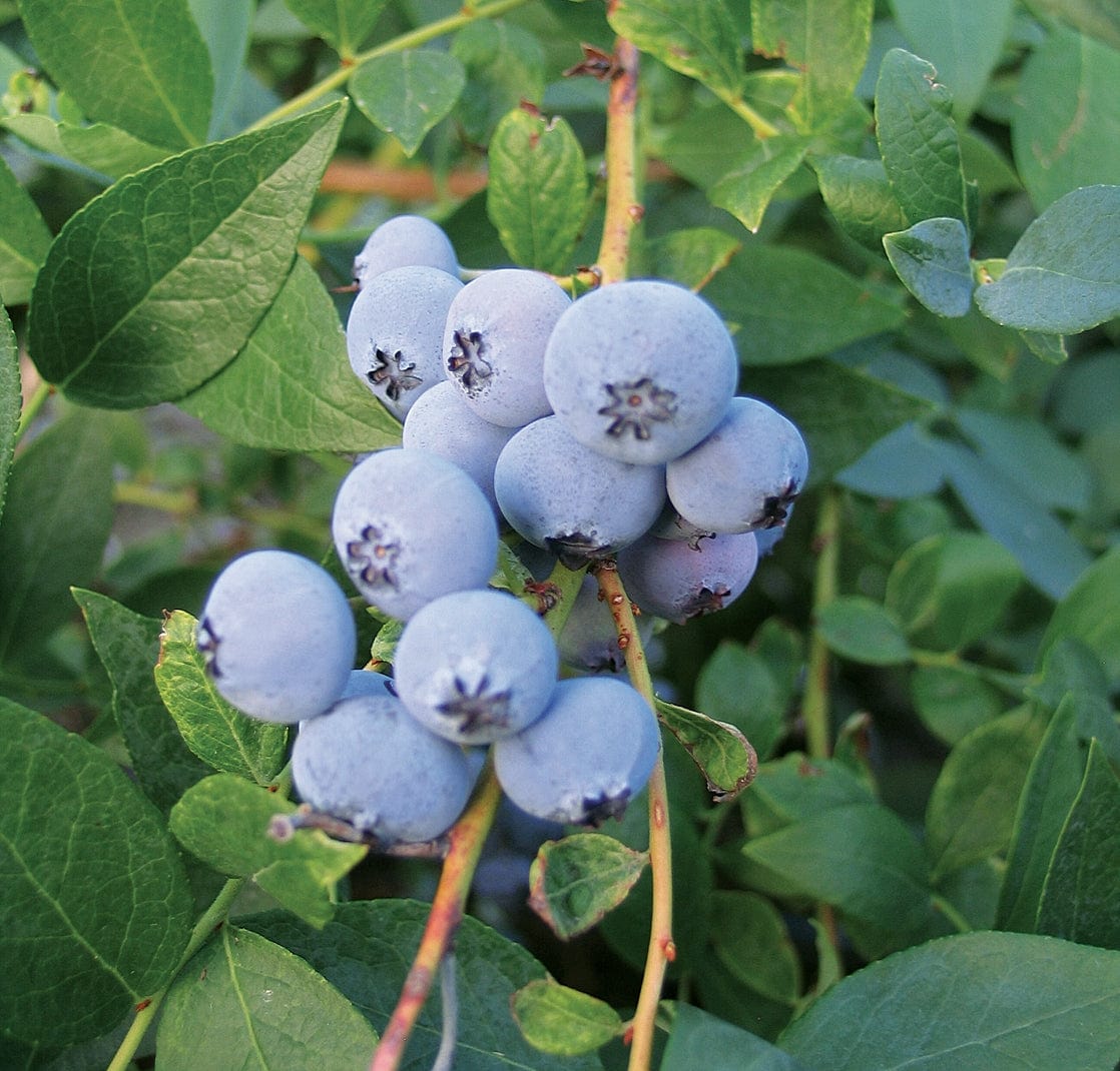  Biloxi Blueberry