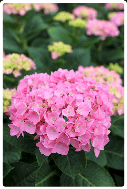  Let's Dance® Blue Jangles® Reblooming Hydrangea