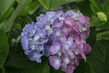  Let's Dance® Blue Jangles® Reblooming Hydrangea