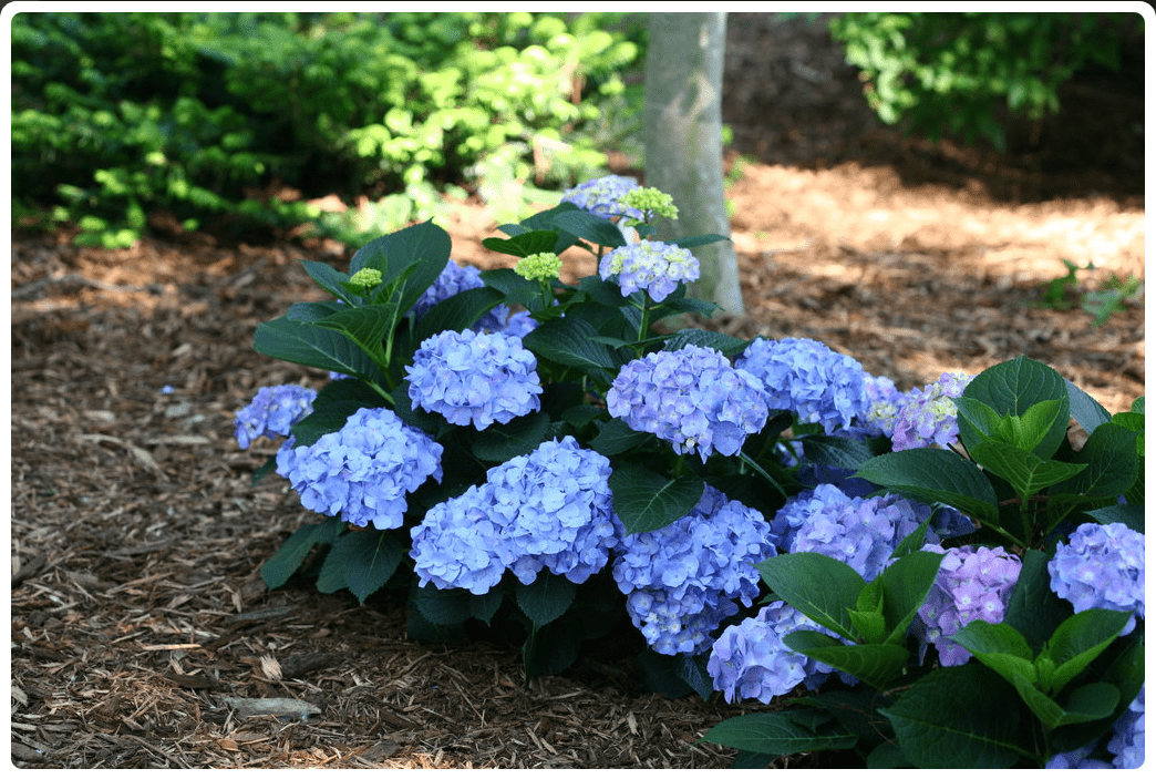 Let's Dance® Blue Jangles® Reblooming Hydrangea