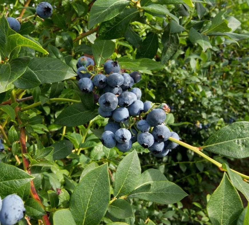  Bluejay Blueberry