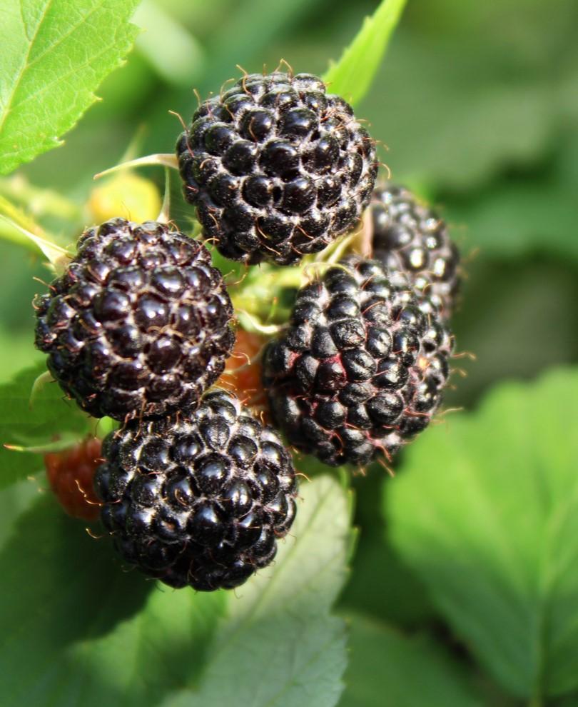 Alpha Jewel Black Raspberry