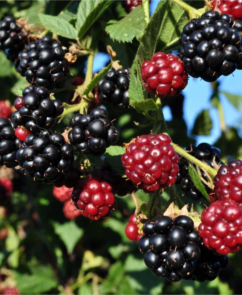  Arapaho Thornless Blackberry