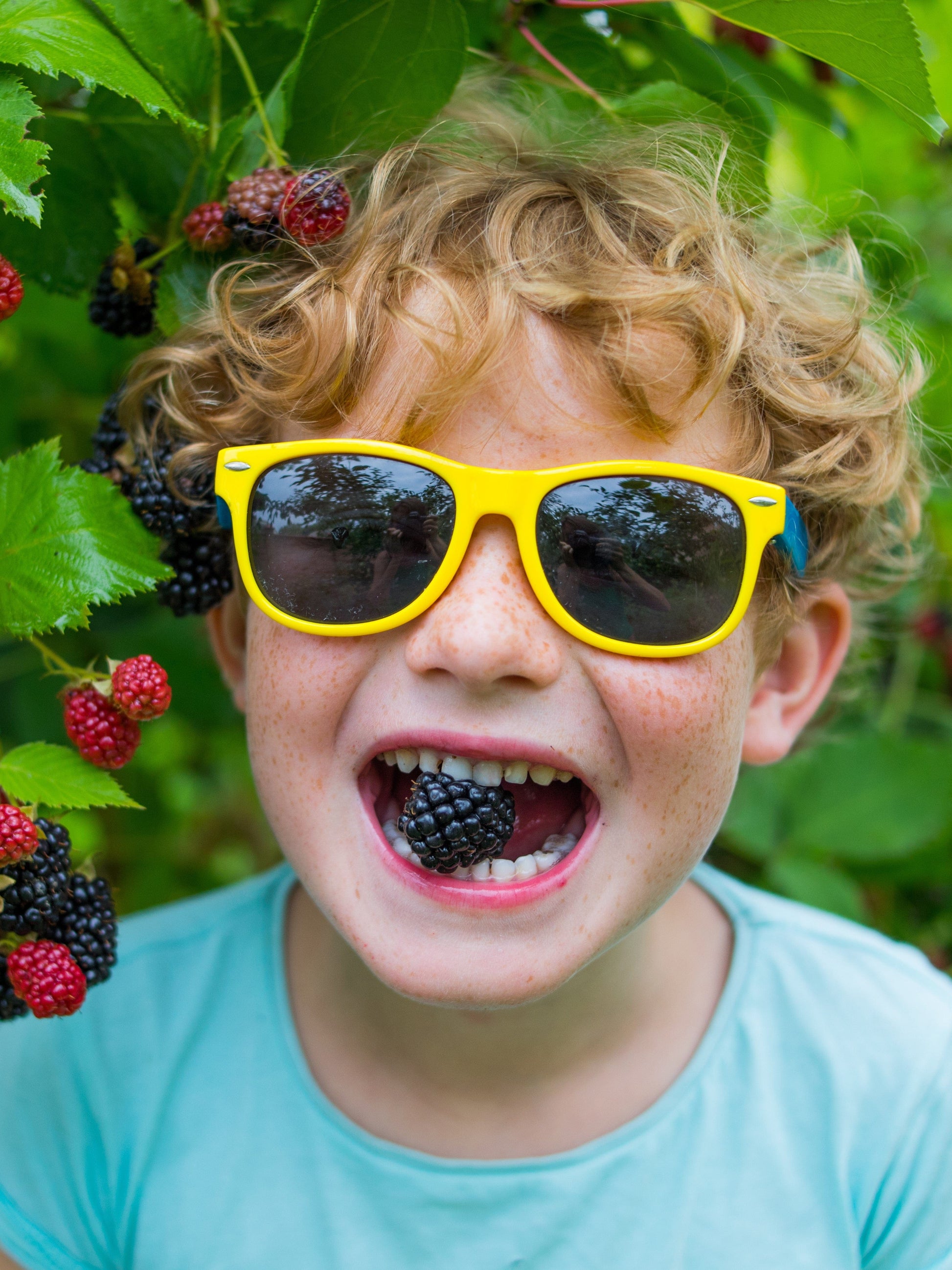  Raintree KIDS! Arapaho Thornless Blackberry