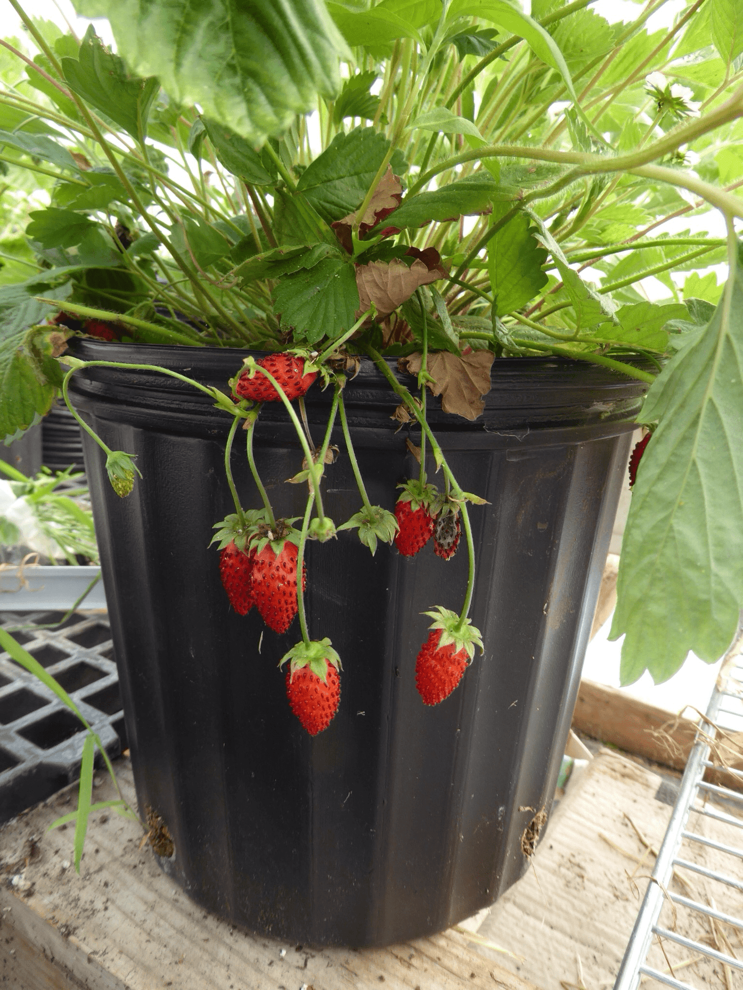  Bowlenzauber Alpine Strawberry