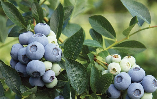 Alpha Blue Ribbon Blueberry