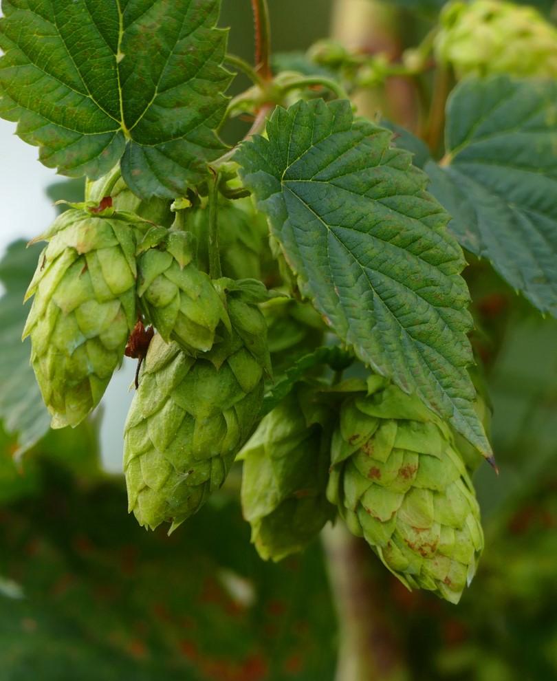  Brewer's Gold Hops