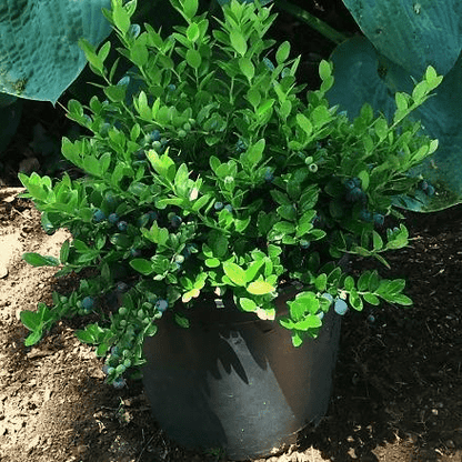  Gaylussacia Brachycera 'Berried Treasure'™