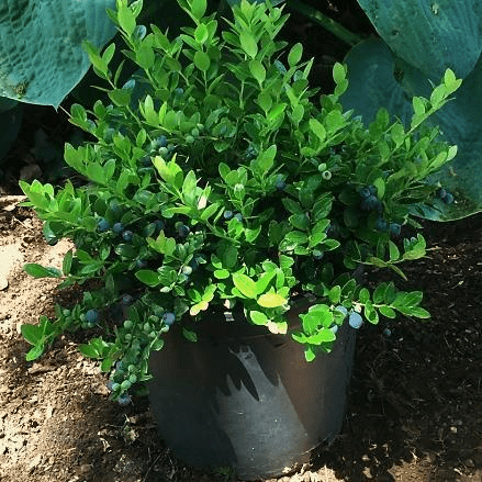  Gaylussacia Brachycera 'Berried Treasure'™