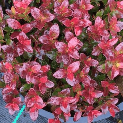  Gaylussacia Brachycera 'Berried Treasure'™